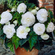 Begonia Double white